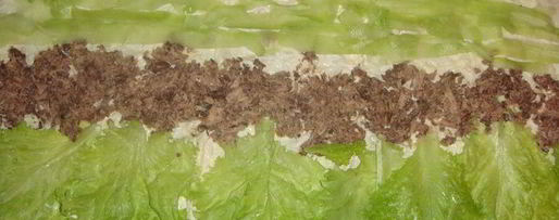 Шаг 4: лаваша с тунцом