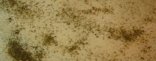 Шаг 1: хлеба-лепешки с ореховой травой