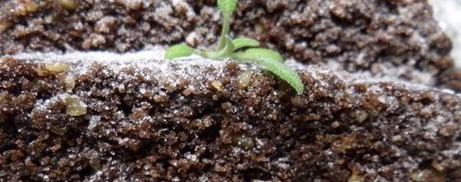 Шаг 12: постного шоколадного манника с миндалем