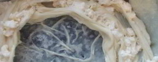 Шаг 6: сырного пирога с фетой и тыквой