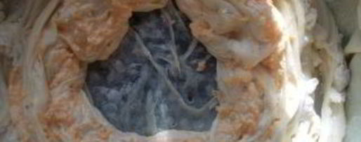 Шаг 8: сырного пирога с фетой и тыквой