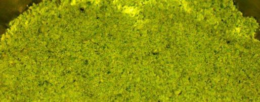 Шаг 4: пирожного новогодняя елочка