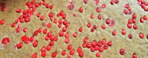 Шаг 10: пряников с брусникой на цельнозерновой муке