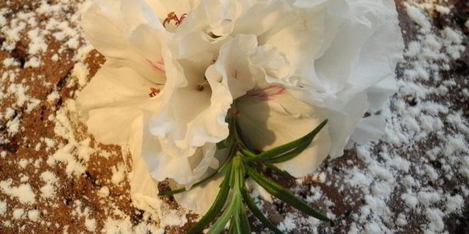 Рецепт шоколадной шарлотки с яблоками и пьяной вишней