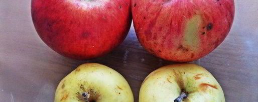 Шаг 6: штруделя с яблоками и голубикой