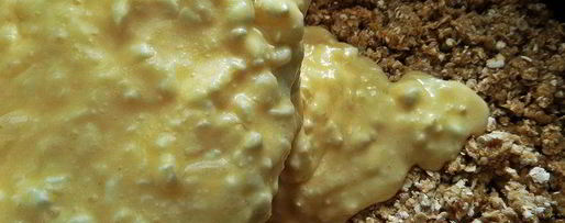 Шаг 8: ягодного творожника без муки