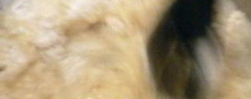 Шаг 2: эклеров шоколадных