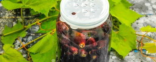 Шаг 13: компота из черного винограда на зиму