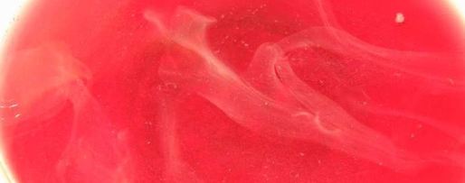 Шаг 3: компота из вишен с косточками на зиму