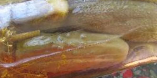 Рецепт маминых маринованных огурцов