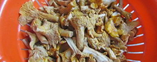 Шаг 5: маринованных лисичек на зиму