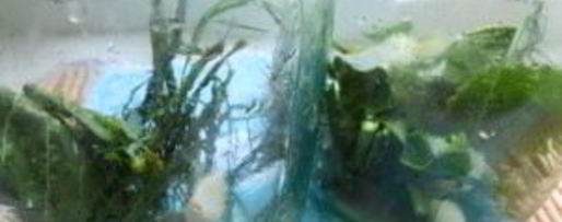 Шаг 1: маринованных соленых огурцов