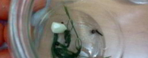 Шаг 3: помидоров маринованных сладких