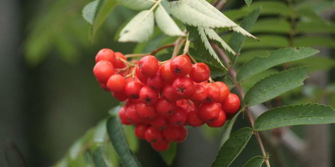 Рецепт готовима повидло из рябины