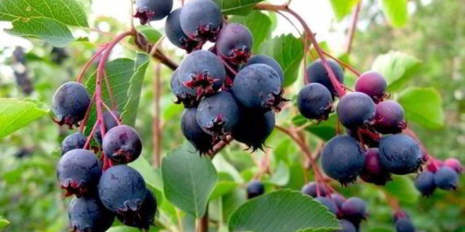 Рецепт повидла из ирги