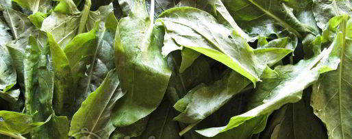 Шаг 1: щавеля с солью на зиму