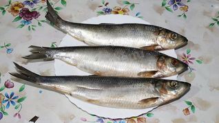 Рецепт Домашней соленой селедки