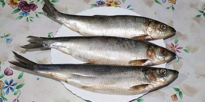 Рецепт домашней соленой селедки