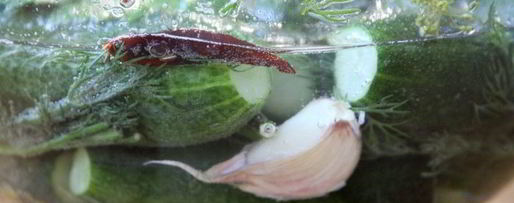 Шаг 2: малосольных огурцов в минеральной воде на зиму