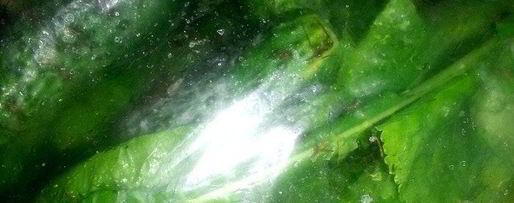 Шаг 10: малосольных огурцов всухую