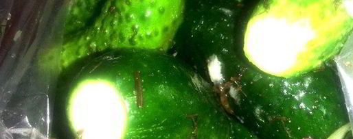 Шаг 12: малосольных огурцов всухую