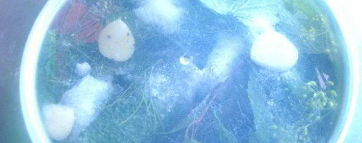 Шаг 15: малосольных огурцов всухую