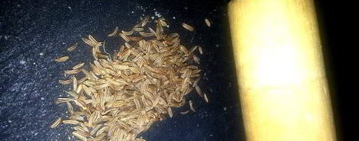 Шаг 7: малосольных огурцов всухую