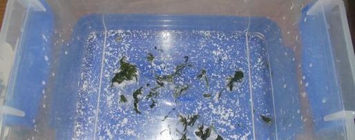 Шаг 4: огурцов малосольных