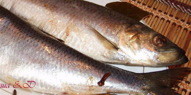 Рецепт сельди домашнего посола