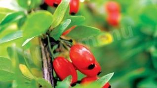 Рецепт Варенья из барбариса