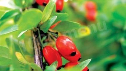 Рецепт Варенья из барбариса