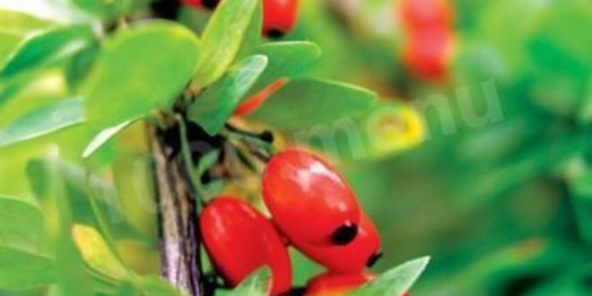 Рецепт варенья из барбариса