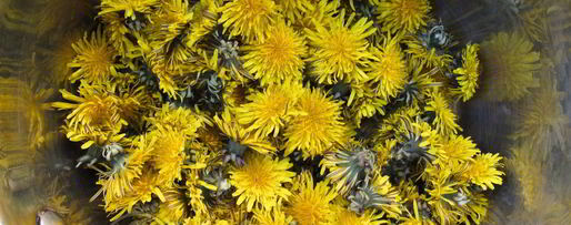 Шаг 1: варенья из одуванчиков