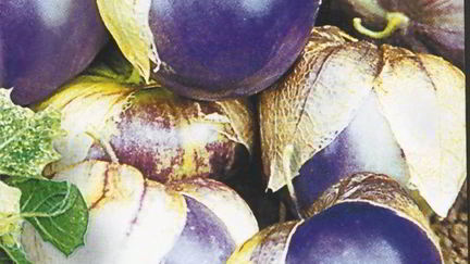 Рецепт Варенья из сливового физалиса