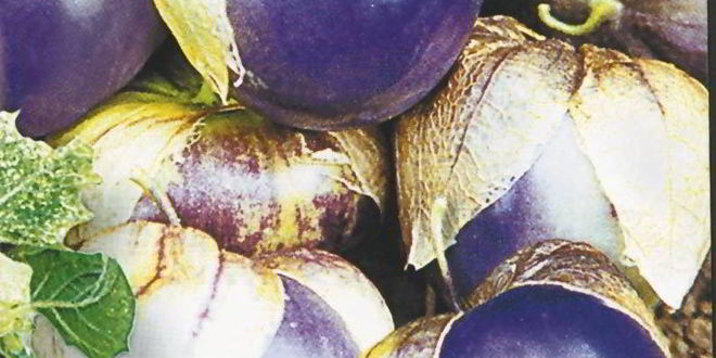 Рецепт варенья из сливового физалиса