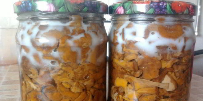 Рецепт заготовки лисичек на зиму