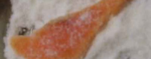 Шаг 10: форели бутербродной