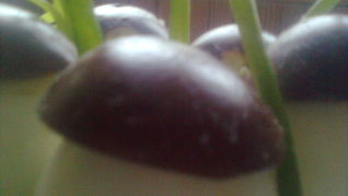 Рецепт Фаршированых яиц с фаршем