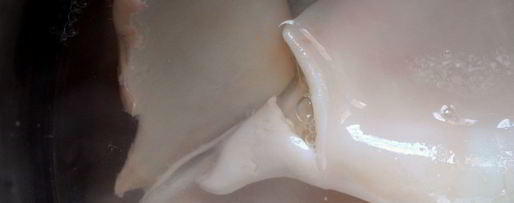 Шаг 1: творожно-кальмарной паста для канапе