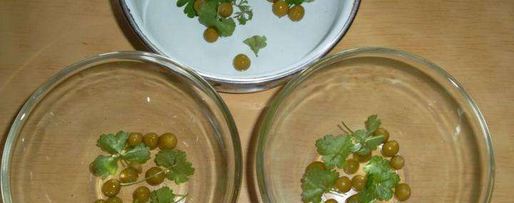 Шаг 7: домашнего холодца из свинины