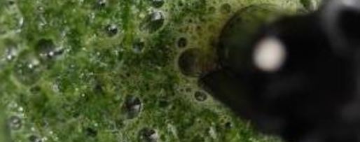 Шаг 8: запеченного паштета из печени кролика со вкусом нового года