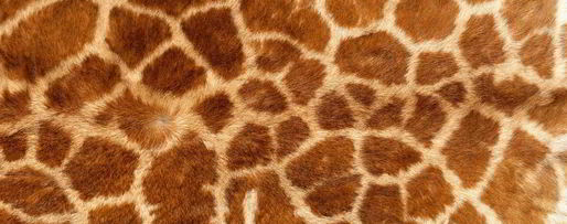 Шаг 2: рулета жираф