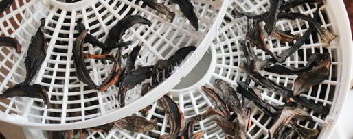 Шаг 7: сушки грибов в сушилке