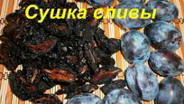 Рецепт Сушки слив в электросушилке