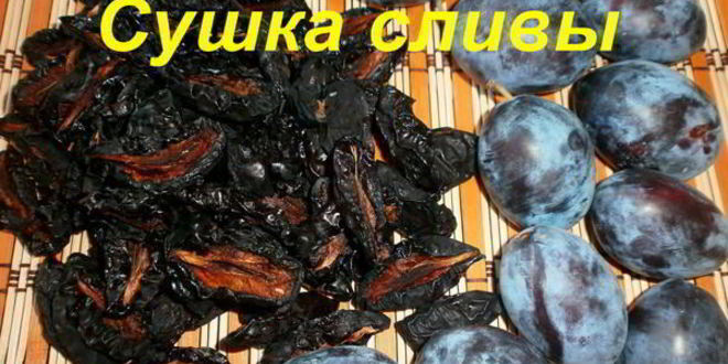 Рецепт сушки слив в электросушилке