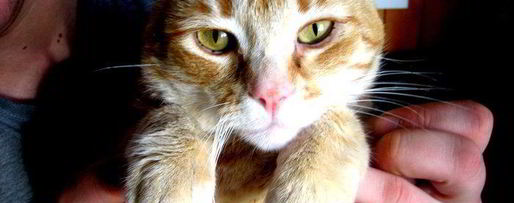 Шаг 19: сэндвичей котята