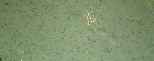 Шаг 4: сырно-творожного тарт с весенней зеленью