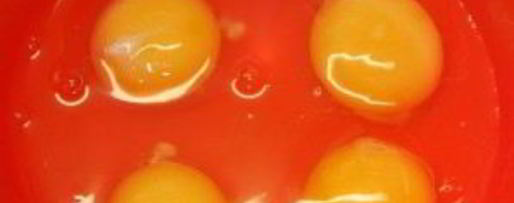 Шаг 2: яичницы с яблоками