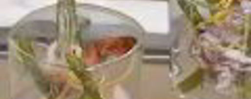 Шаг 5: заливного из морепродуктов в бокалах